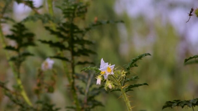 Small white flower of solanum virginianum blooming on a thorny wild plant.