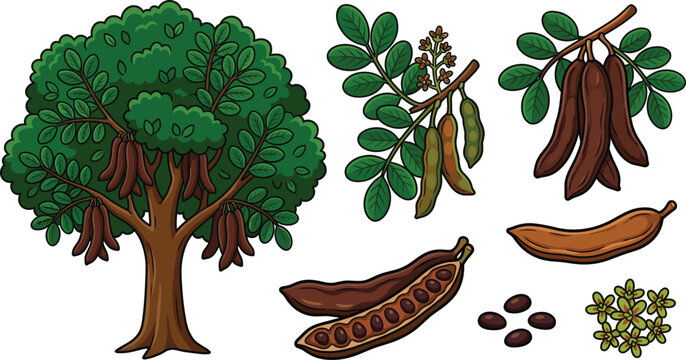 Carob tree and pods vector illustration set with carob fruit, seeds, leaves and blossoms isolated botanical plant elements