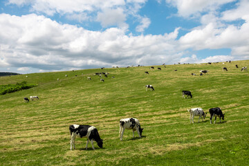 Cattle grazing on green pasture in Toyotomi Town, Hokkaido, Japan