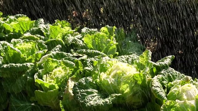 Water Sprinkling on Cabbage Farm