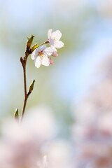 Obraz premium 春の日差しを浴びて咲く清楚なソメイヨシノ