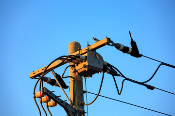 White-cheeked Starling perched on a utility pole against a clear blue sky in winter, Ibaraki, Japan.