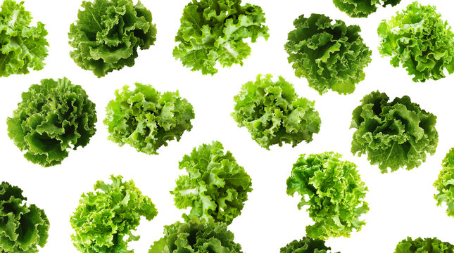 Multiple fresh green lettuce heads arranged in a seamless pattern, isolated on white background, concept of healthy food