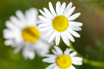 Obraz premium Three white flowers with yellow centers