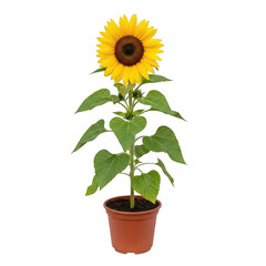 Obraz premium A vibrant sunflower plant growing in a small terracotta pot with green leaves.