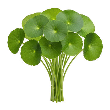 Fresh bunch of green pennywort leaves displayed against a white background