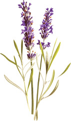 Obraz premium Lavender Flowers Illustration