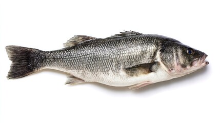 Obraz premium seabass. Fresh sea bass displayed on a plain background, showcasing its natural shine and texture. menu design, packaging mockups, designed for food delivery and cloud-kitchen brand materials.