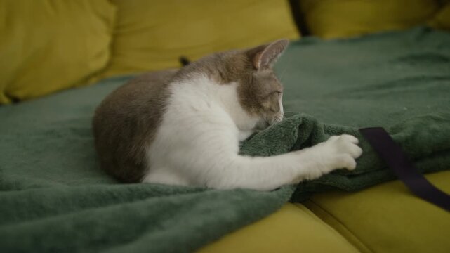 Playful Cat Grabbing Green Blanket on Sofa