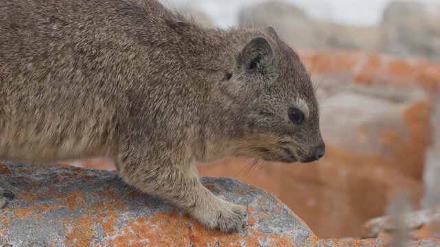 Rock hyrax or dassie (Procavia capensis) on coastal rocks, the Indian Ocean in the background. Fransmanshoek, Vleesbaai, Western Cape, South Africa. 4k 30p footage of a hyrax in a coastal habitat.