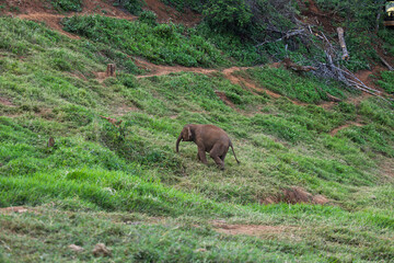 elephant  in the meadow