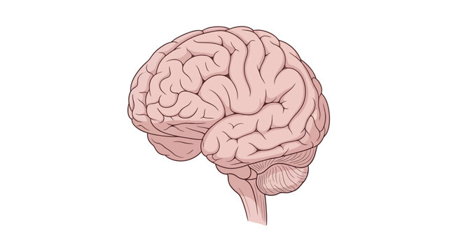 A detailed illustration of a human brain with visible folds and contours.