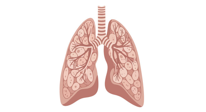 Anatomical illustration of human lungs with trachea and bronchi, showcasing internal air sacs and vessels in a detailed medical graphic.