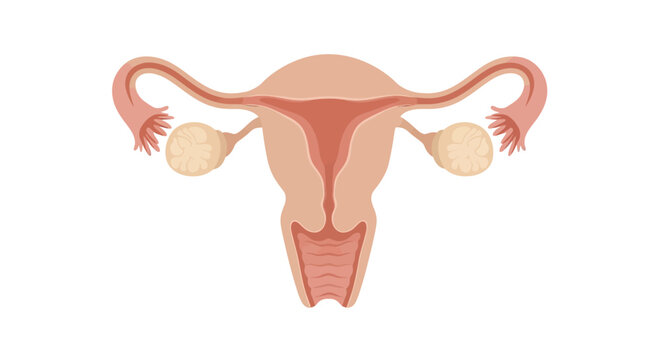 The image depicts a detailed illustration of the human female reproductive system including uterus fallopian tubes and ovaries in a medical context