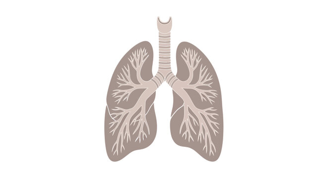 A medical illustration of human lungs and trachea displayed in a detailed anatomical drawing from a front view perspective.