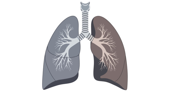 Anatomical illustration of human lungs with trachea and bronchi in detailed medical educational graphic