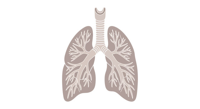 Human lungs with trachea and bronchi illustrated in detailed anatomy for educational purposes in medical settings