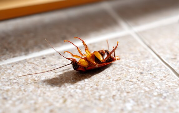 Dead Cockroach Exterminated with Insecticide on a Kitchen Floor Surface