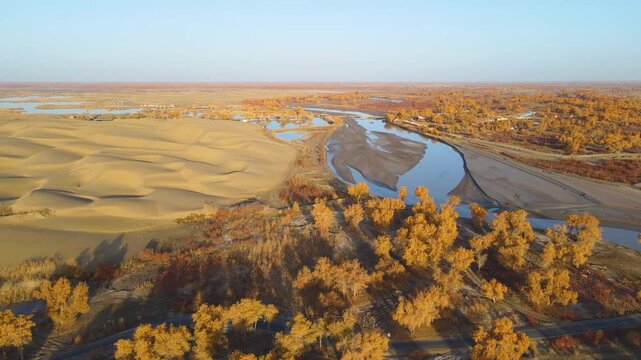 Golden Populus Euphratica Forest and Tarim River at Lop People Village, Yuli, Xinjiang, China