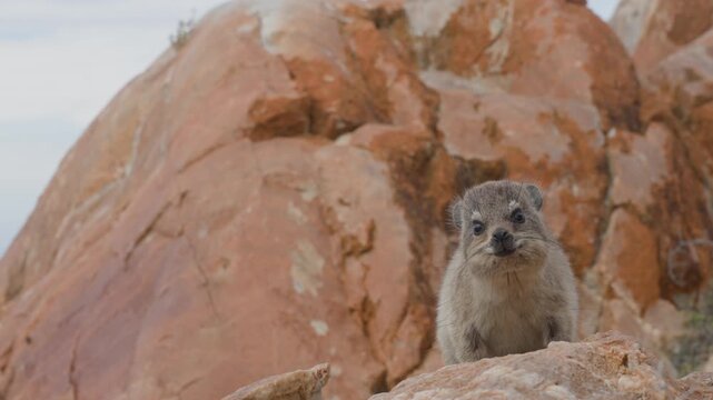 Rock hyrax or dassie (Procavia capensis) on coastal rocks, the Indian Ocean in the background. Fransmanshoek, Vleesbaai, Western Cape, South Africa. 4k 30p footage of a hyrax in a coastal habitat.