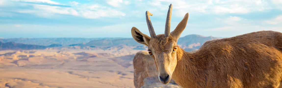 A Nubian ibex on the edge of Makhtesh Ramon Crater in Negev desert, Israel