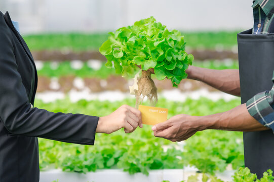 Businesswoman hand giving credit card to pay for fresh vegetables inside a greenhouse. Concept of modern agriculture business, cashless payment, organic farming, and farm-to-market commerce