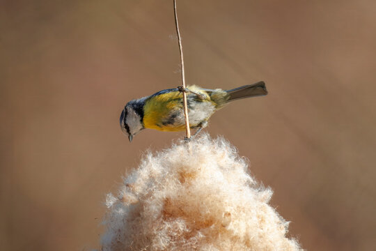 Eurasian blue tit (Cyanistes caeruleus) on a fluffy cattail.