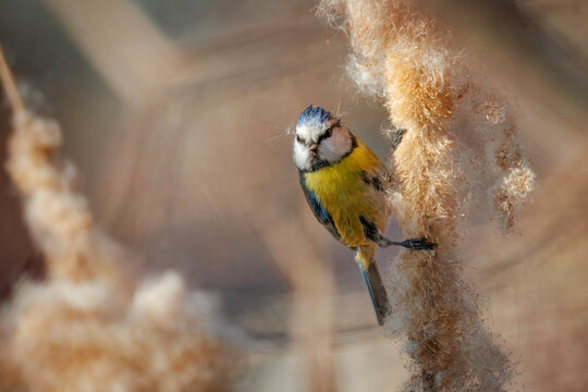 Close-up of a Eurasian blue tit on a fluffy cattail, eye-contact.