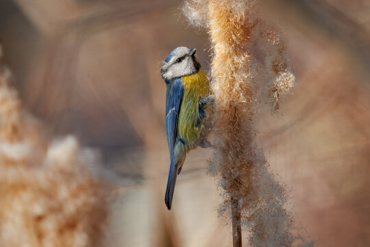 Close-up of a Eurasian blue tit on a fluffy cattail.