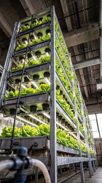 Vertical farming rack with Bibb lettuce in an industrial garage