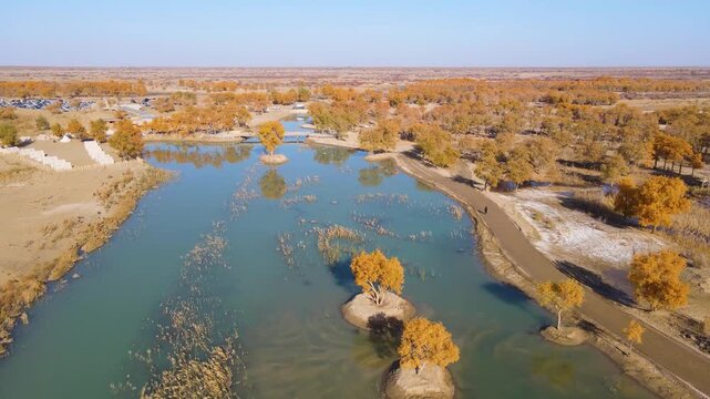 Aerial View of Water Populus Forest at Tata Secret Land, Luobu Lake, Yuli, Xinjiang, China