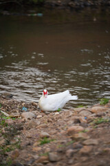 A white Muscovy duck resting on the riverbank in a peaceful natural environment.