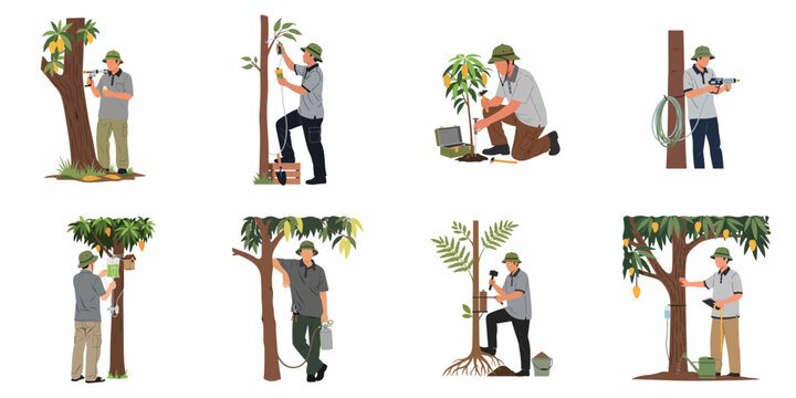 Set of illustrations featuring a tree specialist performing various maintenance tasks such as injection, drilling, spraying, and caring for mango trees.