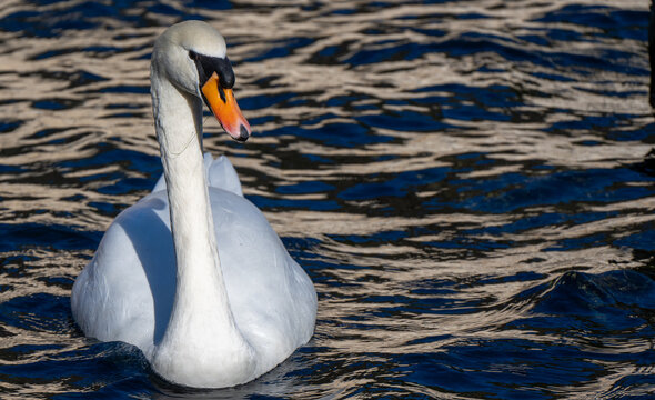 Close-up mute swan on textured water in Nimes