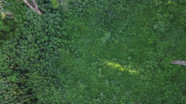 Aerial View of Tropical Forest Near Mount Slamet, Central Java, Indonesia