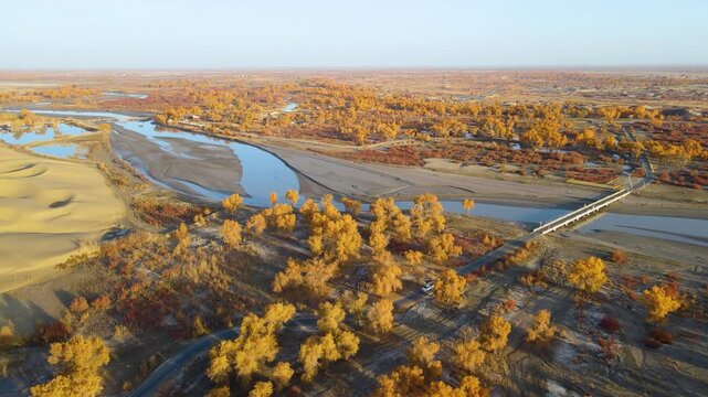 Golden Populus Euphratica Forest and Tarim River at Lop People Village, Yuli, Xinjiang, China