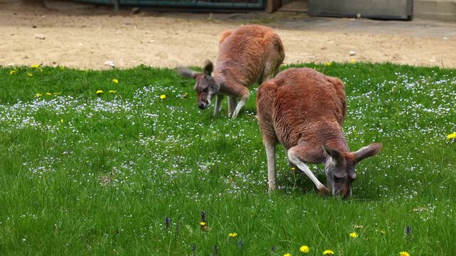 The red kangaroo, Macropus rufus is the largest of all kangaroos, the largest terrestrial mammal native to Australia, and the largest extant marsupial.