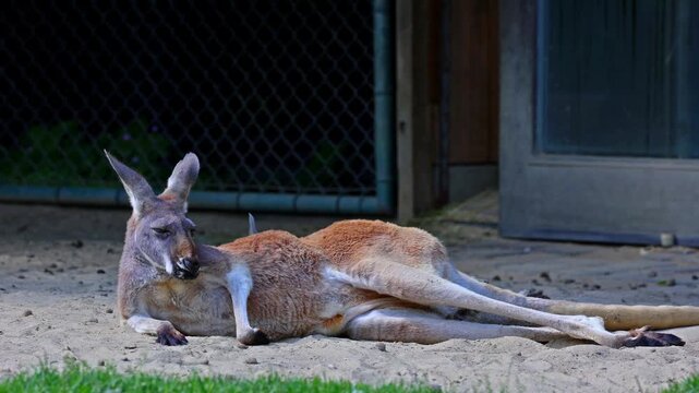 The red kangaroo, Macropus rufus is the largest of all kangaroos, the largest terrestrial mammal native to Australia, and the largest extant marsupial.