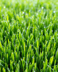 Obraz premium Seamless Spring Grass and Dew Drops Full Frame Texture 4:5