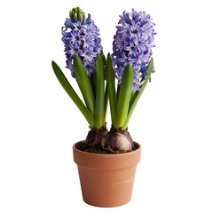Purple hyacinth flowers in terracotta pot with green leaves in natural daylight for gardening