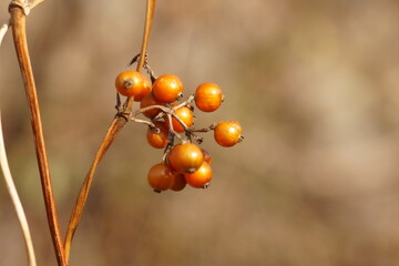 ヘクソカズラの実
