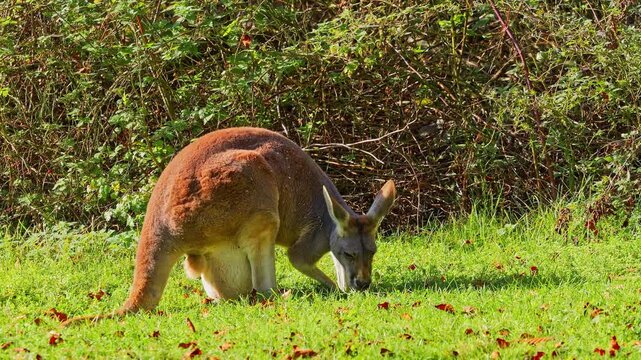 The red kangaroo, Macropus rufus is the largest of all kangaroos, the largest terrestrial mammal native to Australia, and the largest extant marsupial.