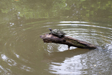 Freshwater turtle resting on wooden log in pond