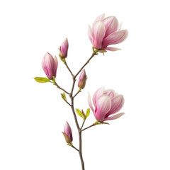Fototapeta premium A delicate bouquet of pink magnolia flowers with yellow stamens on a white background isolated on transparent background