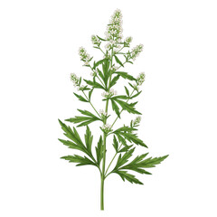 Fototapeta premium A close-up view of a tall wild plant with delicate white flowers and green leaves. isolated on transparent background