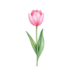 Obraz premium A beautiful pink tulip flower isolated on a clean white background, fresh and blooming with delicate petals and natural elegance