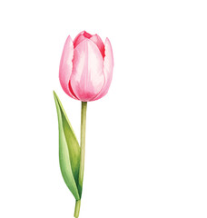 Naklejka premium watercolor pink tulip isolated on white background