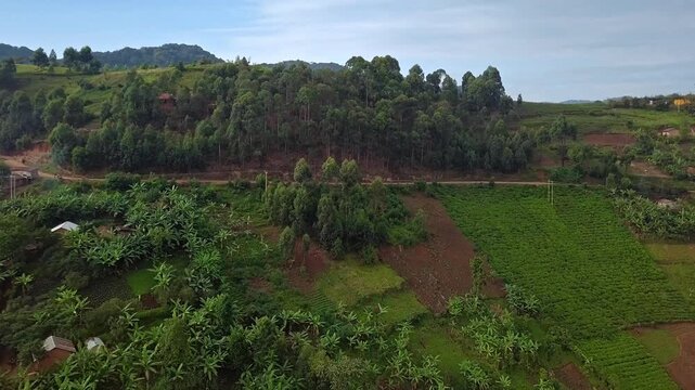 Aerial drone shot of terraced farming fields, banana plantations and small rural villages on hillsides near Bwindi Impenetrable National Park, Kanungu District, southwestern Uganda.