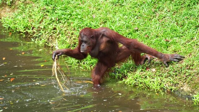 A smart Orangutan engages in foraging behaviour, reaching into the water with its long, hairy arms, close up shot.