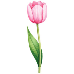 Obraz premium A bouquet of pink tulips with fresh green stems and petals isolated on a clean white background, capturing the beauty of spring blossoms